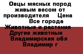 Овцы мясных пород живым весом от производителя. › Цена ­ 110 - Все города Животные и растения » Другие животные   . Владимирская обл.,Владимир г.